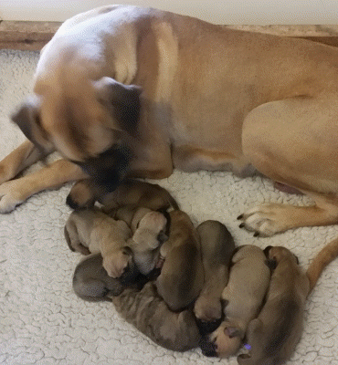 Emma and pups 1 day